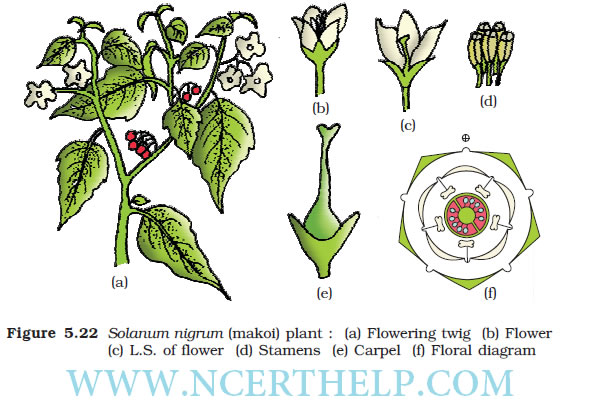 Solanaceae (Potato Family)